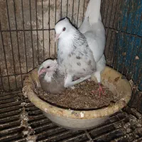 طوقی فروشی