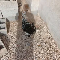 خروس|حیوانات مزرعه|نی‌ریز, |دیوار