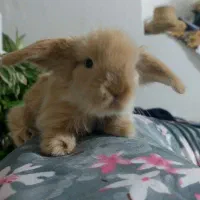 بچه خرگوش لوپ اصیل