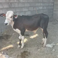 کوساله نر جلب---.خوشگل و چال