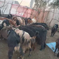 فروش تعدادی بز و یک عدد نرینگ