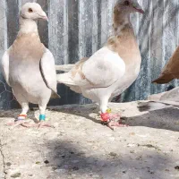 تعدادی کبوتر