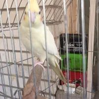 یک جفت عروس هلندی لوتینو چشم شرابی هیکل درشت|پرنده|اهواز, فاز ۲ پادادشهر|دیوار