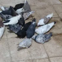 کبوتر رنگی و پلاکی|پرنده|شیراز, بهارستان|دیوار