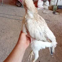 مرغ لاری درجه ۱ نسل قدیم|حیوانات مزرعه|ممقان, |دیوار