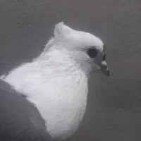 ماده شونی خوشونه اصیل|پرنده|خرم‌آباد, |دیوار