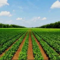 اجاره زمین کشاورزی روستای گرجی