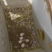 طوطی برزیلی اهلی تخم گذار|پرنده|خوی, |دیوار