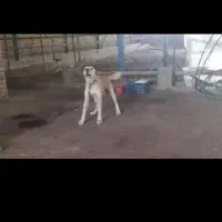 فروش سگ|سگ|گلبهار, شهر جدید گلبهار|دیوار