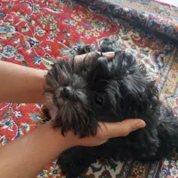 توله پودل شیتزو