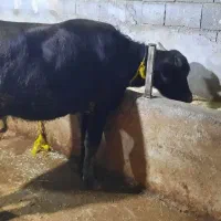 فروش گوساله گاومیش درجه۱