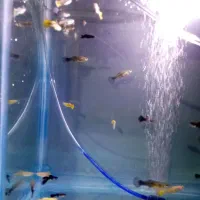 گوپی خاص|ماهی|تربت‌حیدریه, باغ سلطانی|دیوار