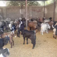 گوسفند زنده|حیوانات مزرعه|شیراز, کفترک|دیوار