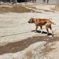 سگ خوب برا نگهبانی و گله داری 3سالش هست ترو تمیز