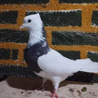 کبوتر|پرنده|علی‌آباد کتول, |دیوار