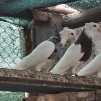 فروش طوقی سالم وسرحال|پرنده|بندر ماهشهر, |دیوار