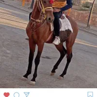 کره اسب ۲سال نرون خوشتیپ