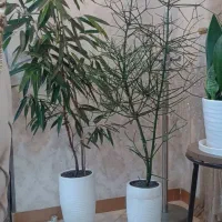 گل های آپارتمانی|گل و گیاه طبیعی|رشت, سعدی (تختی)|دیوار