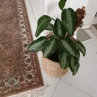 فروش گلدان گل طبیعی زیبا