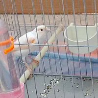 ماده قناری مزاییکی