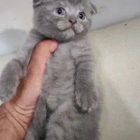 بچه گربه اسکاتیش