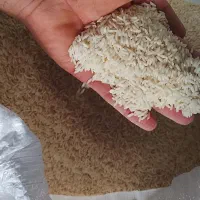 فروش برنج هاشمی درجه یک به شرط پخت پز خرید