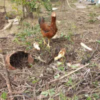 مرغ لاری با4تاجوجه لاری فروشی