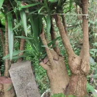 یوکا بزرگ وبنسای قطور،وگلدان۳/۵،گلدان ۱۰و سطل۱۲|گل و گیاه طبیعی|رحیمآباد, |دیوار