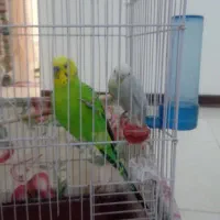 مرغ عشق|پرنده|کرمانشاه, |دیوار