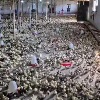 اردک ۱۵روز قیمت مناسب برای مصرف کننده|حیوانات مزرعه|هادی شهر, |دیوار