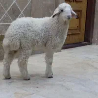 بره گوسفند بز