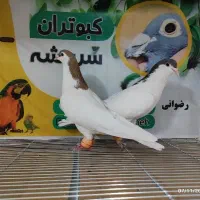 کبوتر شهرستانی|پرنده|سربیشه, |دیوار