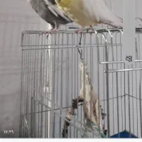 عروس هلندی جفت نرو ماده باقیست بزرگ ولوازم سخنگو