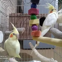 عروس هلندی|پرنده|بوشهر, |دیوار