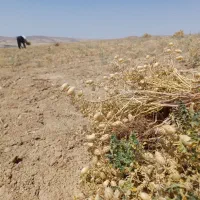 نخود|خوردنی و آشامیدنی|سربند, |دیوار