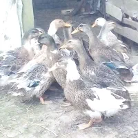 اردک محلی نسل دار تا آخر بخونید