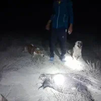 سگ ماده|سگ|مانه, |دیوار