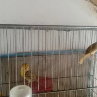 قناری نر و ماده آماده جوجه پارسال