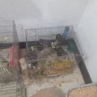 جوجه مینا پونصد