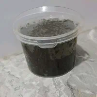 سبزی قرمه تازه خوشمزه تازه رستورانی عالی|عمدهفروشی|شال, |دیوار