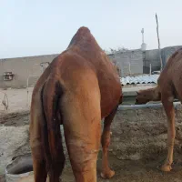 شترنر لوک ۶سال جمازی|حیوانات مزرعه|سیریک, |دیوار