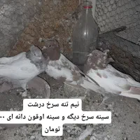 کبوتر جفت پررشی|پرنده|مشهد, نیروی هوایی|دیوار