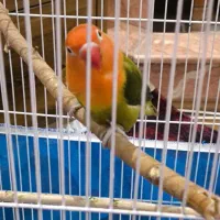 دو عدد طوطی برزیلی