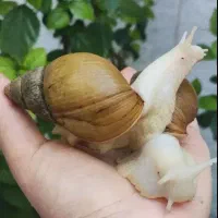 حراج حلزون مولد تخم گذار