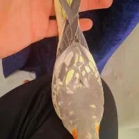 عروس هلندی مرواریدی دستی