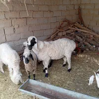 بره نر چاق