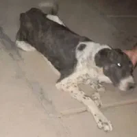 واگذاری سگ دورگ افغان وسرابی