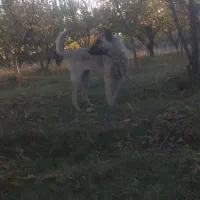 واگذاری ماده سرابی