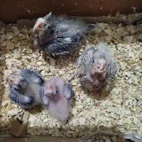 جوجه عروس هلندی