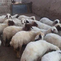 ذبح گوسفند سلاخ سلاخی قصاب قصابی